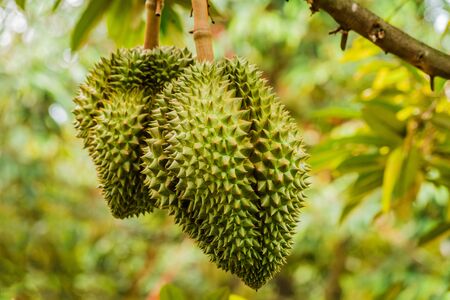 Fresh durian tropical fruit growing on durian tree plant in gardenの写真素材