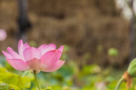 blooming lotus flower over green background.の写真素材