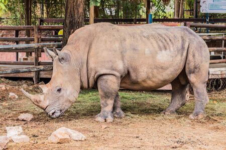 Big rhino in the zoo side view photo.の写真素材