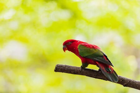 Beautiful colorful Pair Lovebirds parrots on branch. Colorful Love parrot coupleの写真素材