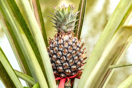 beautiful fruit young pineapple on farm tropical fruit growingの写真素材