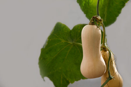 butternut Squash pumpkin planted  There are green leaves in the farm.の写真素材