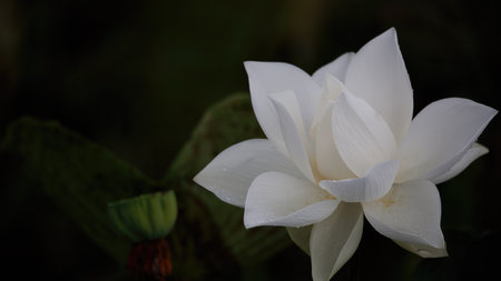 Lotus leaf  on the lake in sunshineの写真素材