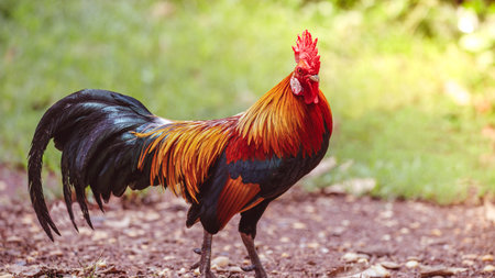 rooster with beautiful feathers in the morning sunの写真素材