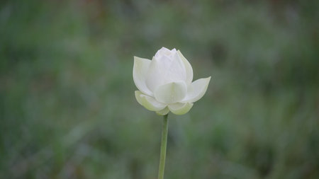 White water lilyの写真素材