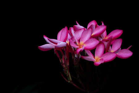 Plumeria flower pink and white frangipani tropical flower plumeria flower blooming on tree spa flowerの写真素材