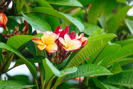 Plumeria flower pink and white frangipani tropical flower plumeria flower blooming on tree spa flowerの写真素材