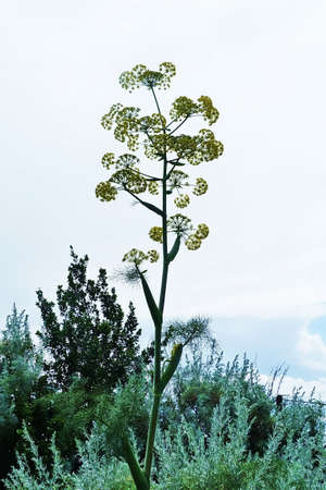 Italy, Campania, Mediterraneanの写真素材