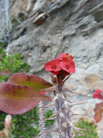 Flowers and thorns along the path of love to the Cinque Terre, Liguria, Italy 2の写真素材