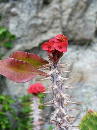 Flowers and thorns along the path of love to the Cinque Terre, Liguria, Italy 1の写真素材