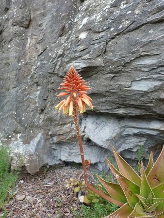 Flower along the path of love to the Cinque Terre, Liguria, Italyの写真素材