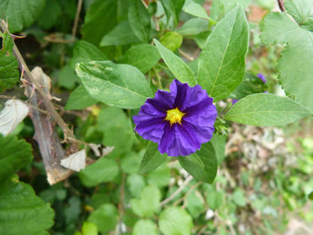 A violet flower in the country of Cinque Terre, Italyの写真素材