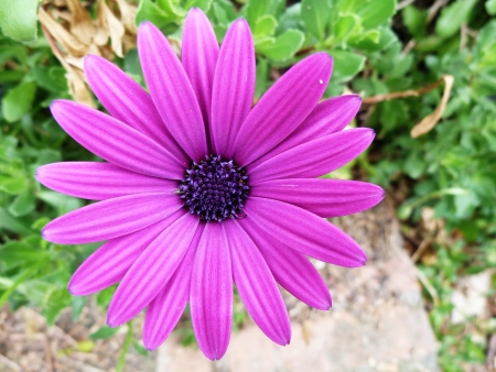 Flowers along the path of love to the Cinque Terre, Liguria, Italy 4の写真素材