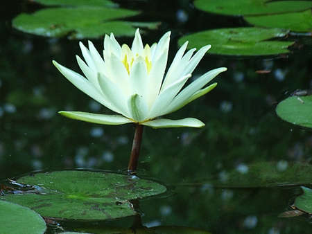 Waterlily in Nimes, Franceの写真素材