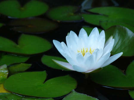 Waterlily in Nimes, Franceの写真素材