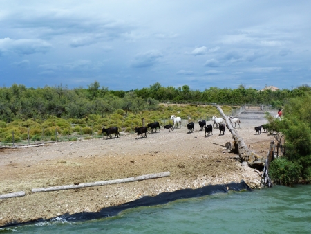 Bulls and horses in Camargue, Franceの写真素材