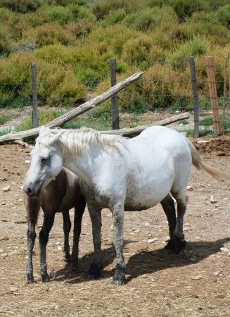 Horses in Camargue, Franceの写真素材