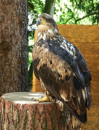 Bald eagleの写真素材