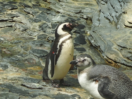 Penguinsの写真素材