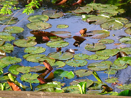 Aquatic plants in a pondの写真素材