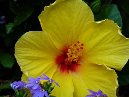 Spring flowersの写真素材