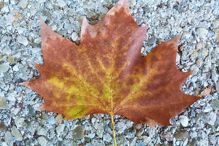 Autumn leafの写真素材