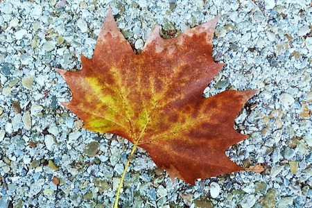 Autumn leafの写真素材