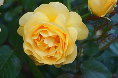 Yellow roseの写真素材