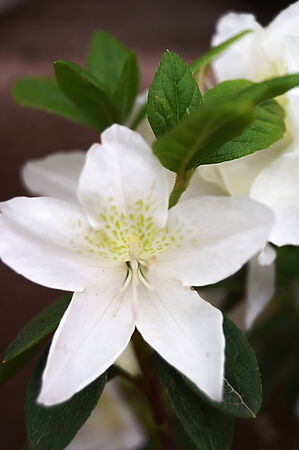 White azaleaの写真素材