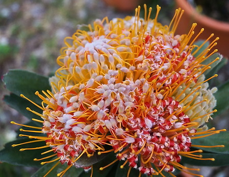 Protea Flowerの写真素材