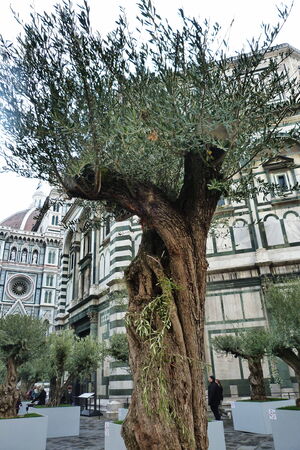 Olive tree in Duomo square, Florence, Italyのeditorial素材