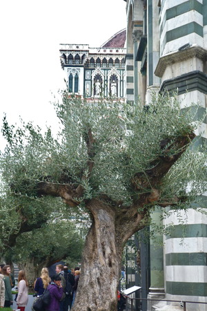 Olive tree in Duomo square, Florence, Italyのeditorial素材