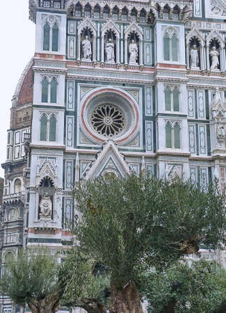 Olive tree in front of the cathedral, Florence, Italyの写真素材