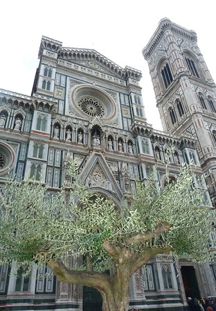 Olive tree in front of the cathedral, Florence, Italyのeditorial素材