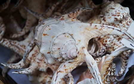 Shells of many types