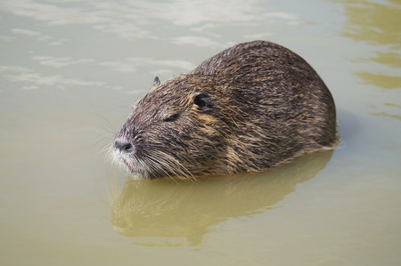 Coypu in Serravalle Park, Empoli, Tuscany, Italyの写真素材
