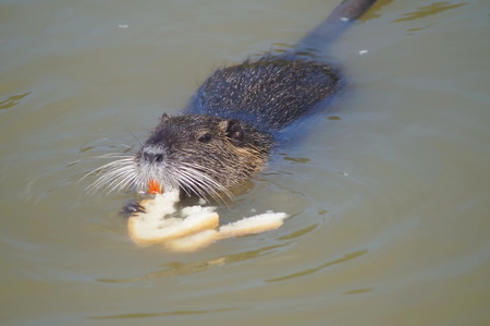 Coypu in Serravalle Park, Empoli, Tuscany, Italyの写真素材