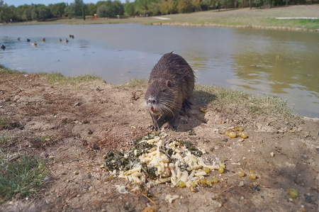 Coypu in Serravalle Park, Empoli, Tuscany, Italyの写真素材