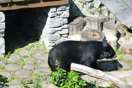 Bear in the park of Konopiste Castle, Czech Republic