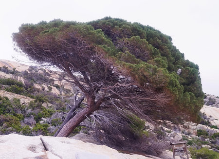 Typical vegetation of the island of Montecristo, Tuscany, Italyの写真素材