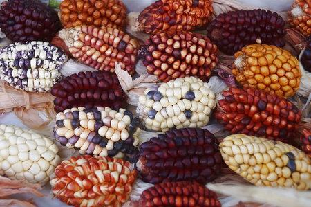 Different types of maize cobs