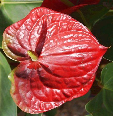 Red anthunium plantの写真素材