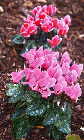 Pink cyclamen flowersの写真素材