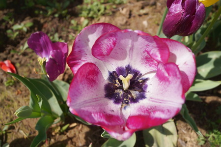 Mata Hari tulipの写真素材