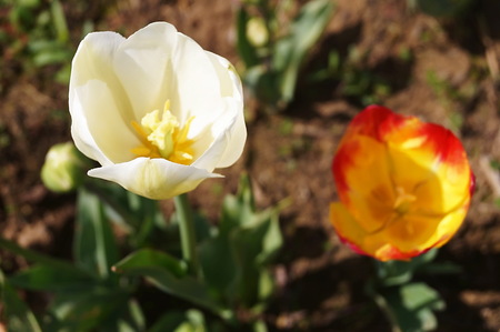 City of Vancouver and Arcadia tulipsの写真素材