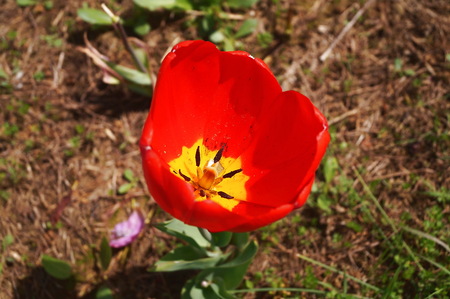 Arcadia tulipの写真素材