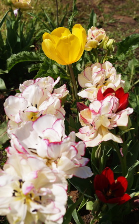 Cultivation of tulipsの写真素材