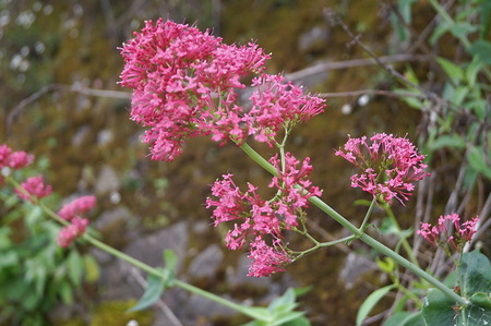 Red valerian (Centranthus ruber)の写真素材