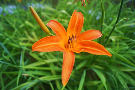 Flowers of turkish lilyの写真素材