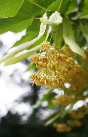 Wild linden flowersの写真素材